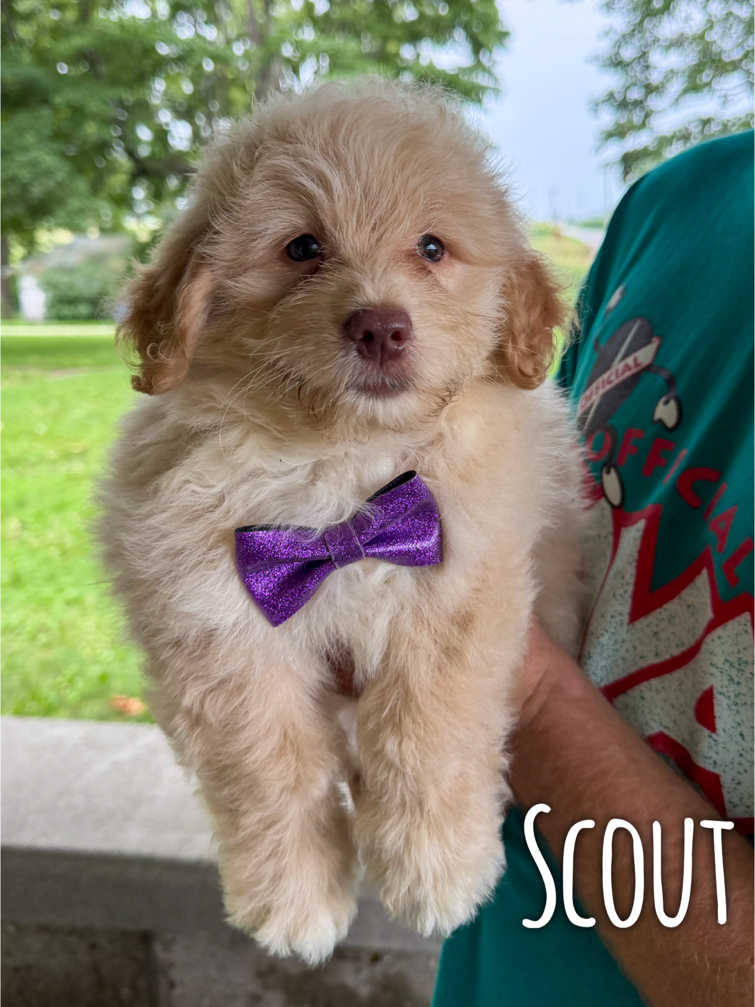 Scout 1